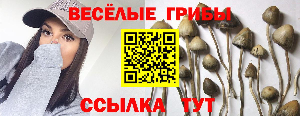 Рузаевка  Псилоцибиновые грибы прущие грибы  Вход с VPN  купить закладку  Псилоцибиновые грибы Cubensis 
